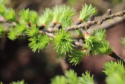 Larix kaempferi 'Gray Pearl' - modřín japonský - jehlice